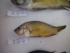 Astatotilapia