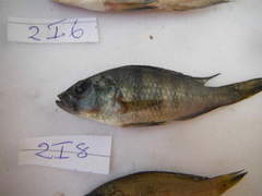 Astatotilapia