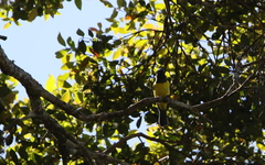 Melanochlora sultanea