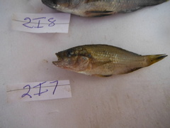 Astatotilapia