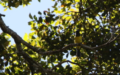 Melanochlora sultanea