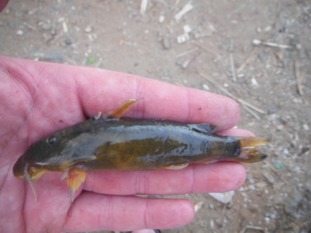 Atopochilus vogti