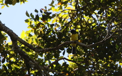 Melanochlora sultanea