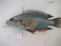 Astatotilapia