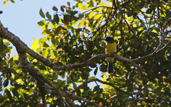 Melanochlora sultanea