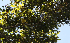 Melanochlora sultanea