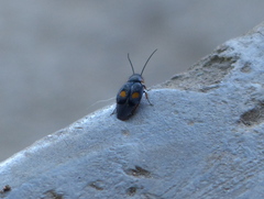 Euthyrrhapha pacifica