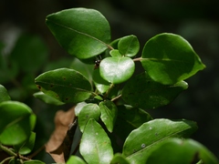 Ovato Rhododendron (Rhododendron ovatum)