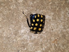 Mecynorhina passerinii