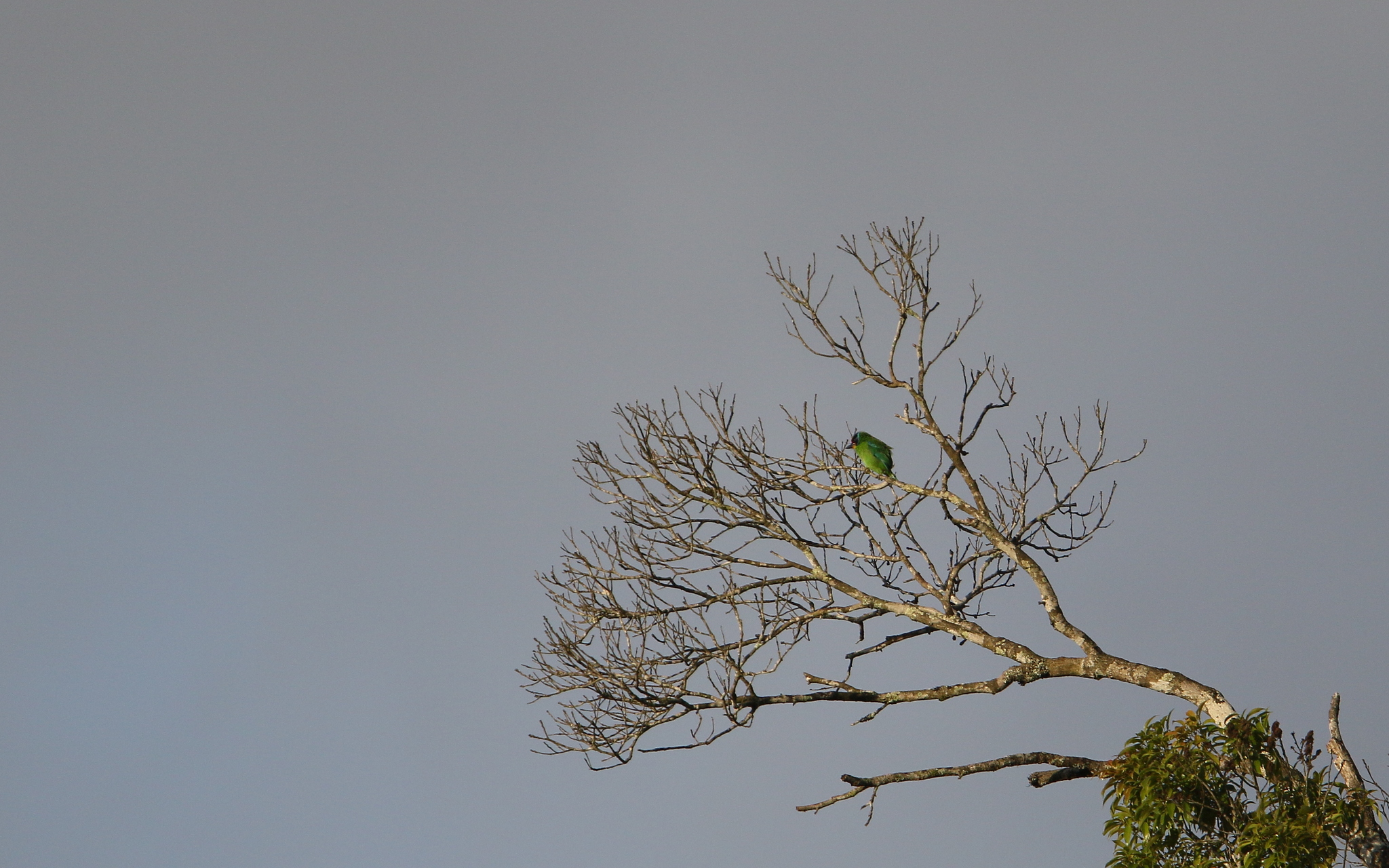 Necklaced Barbet (Psilopogon auricularis), photo 8