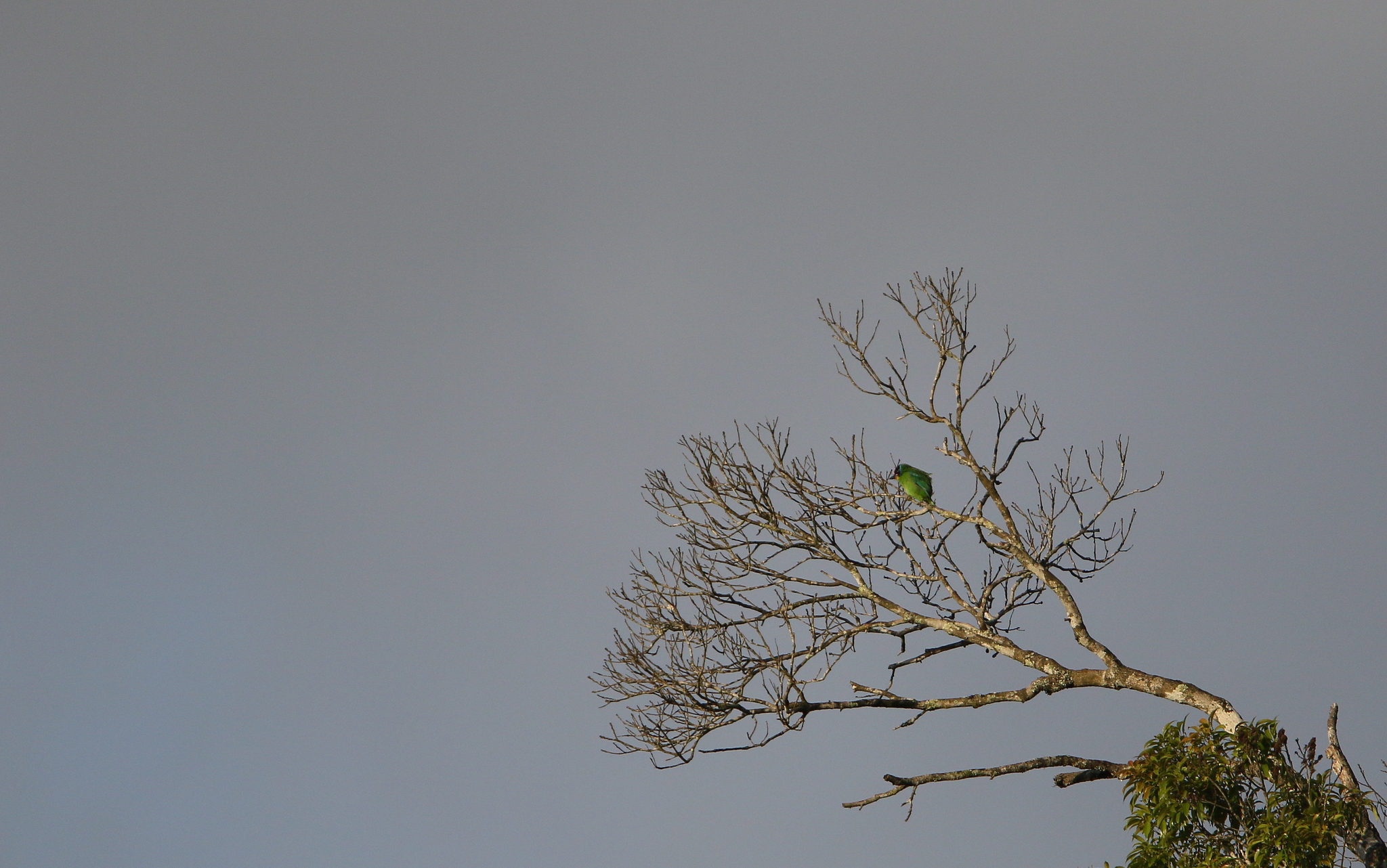 Necklaced Barbet (Psilopogon auricularis), photo 9