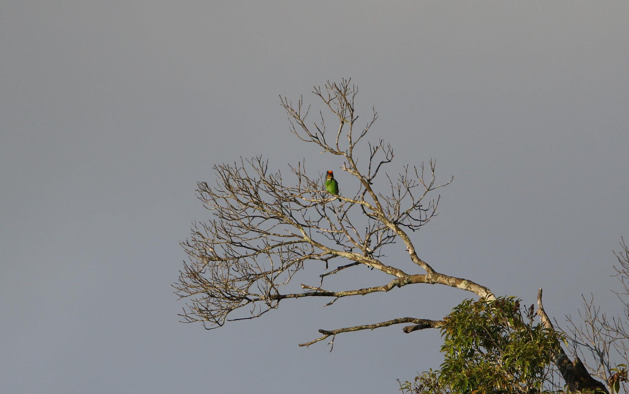 Necklaced Barbet (Psilopogon auricularis), photo 10