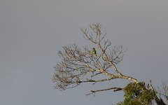 Psilopogon auricularis