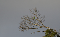 Psilopogon auricularis