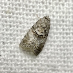 Garella