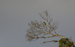 Psilopogon auricularis