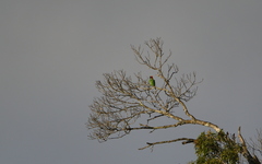 Psilopogon auricularis