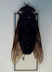 Tabanus catenatus