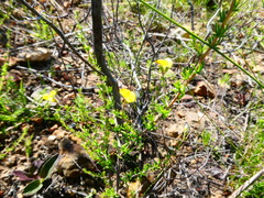 Aspalathus acuminata acuminata