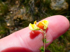 Aspalathus acuminata acuminata