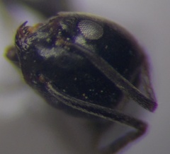 Tapinoma erraticum