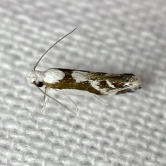 Lichenaula laniata
