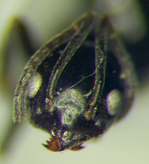 Tapinoma erraticum