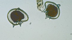 Protoperidinium depressum