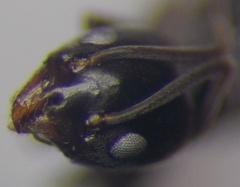 Tapinoma erraticum