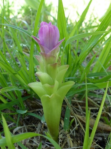 Curcuma image