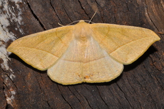 Oxydia