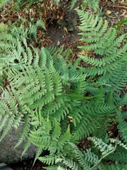 Dryopteris × australis