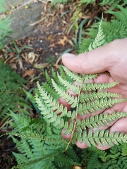 Dryopteris × australis