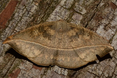 Oxydia