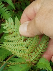 Dryopteris × australis