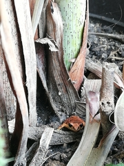 Pristimantis unistrigatus