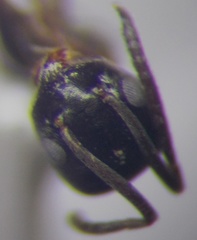 Tapinoma erraticum