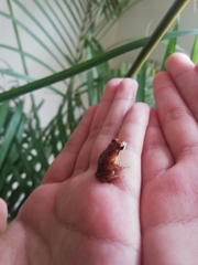 Pristimantis unistrigatus