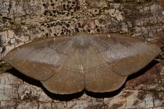 Oxydia