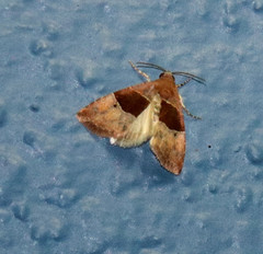 Cobubatha hippotes