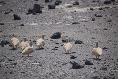 Pterocles senegallus