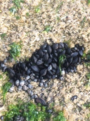 Brachidontes exustus