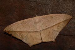 Prochoerodes tetragonata