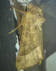 Hydraecia micacea