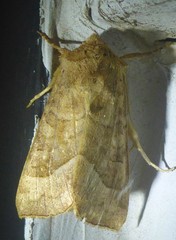 Hydraecia micacea
