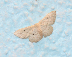 Scopula benitaria