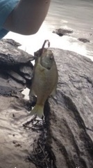 Lepomis macrochirus macrochirus