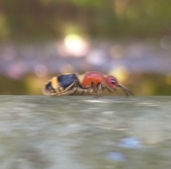 Odontomutilla uranioides