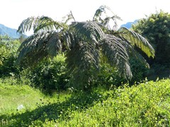 Alsophila borbonica