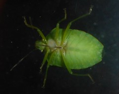 Feltia subgothica